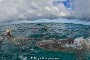 Better Than A Pot Of Gold
Lemon sharks and Caribbean ree... by Tanya Houppermans 